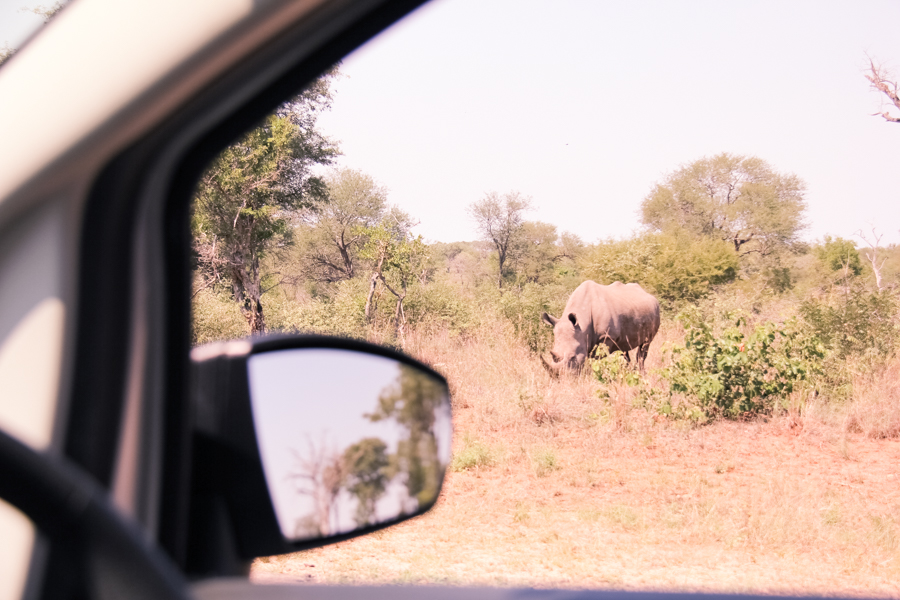 rhino, travel, south africa, kruger