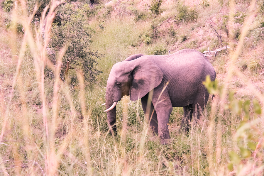 kruger, elephant, game reserve, travel, south africa