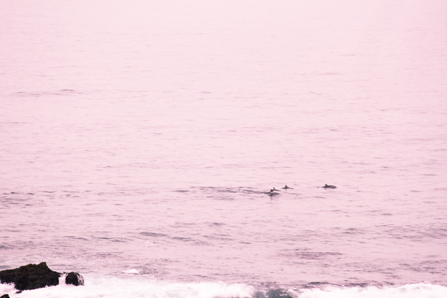 dolphins, south africa, travel, trip, indie