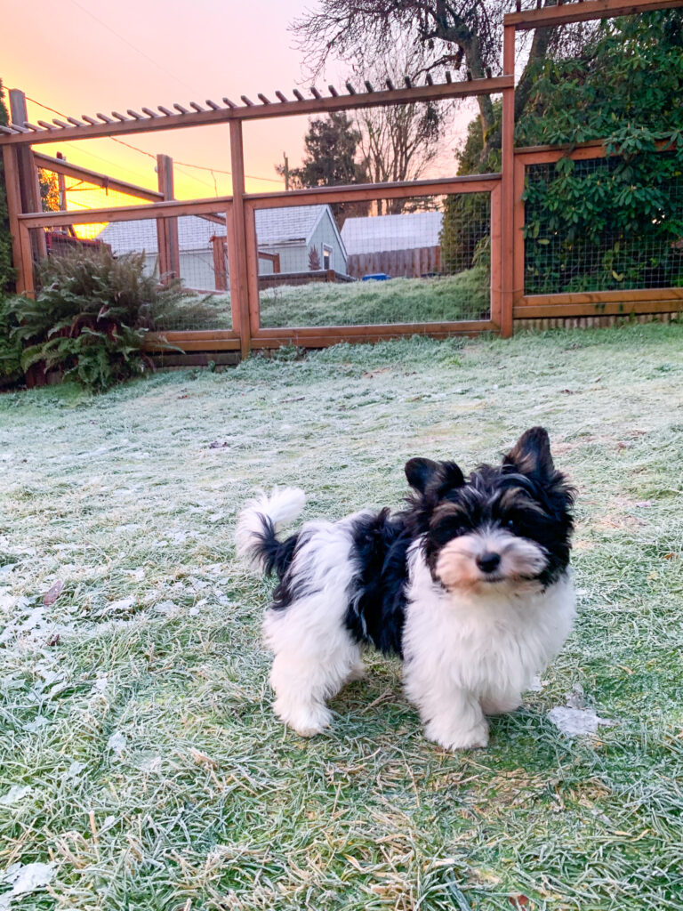 Black and white biewer terrier puppy in PMW yard with frosty grass