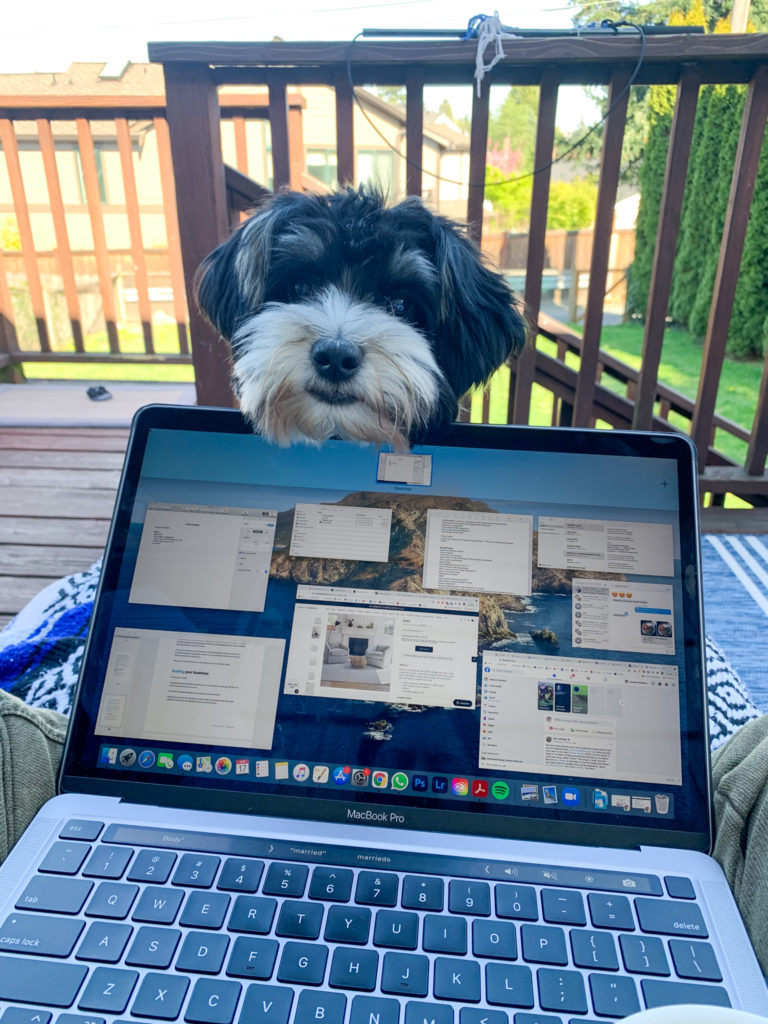 6 month biewer terrier puppy distracting owner with laptop on patio in seattle washington