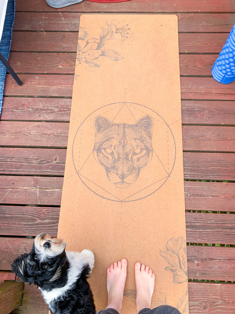 7 month biewer terrier boy puppy sitting on yoga mat looking up at camera on outdoor patio in seattle washington