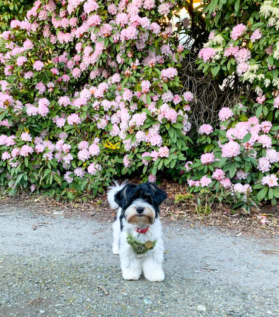 6 month Biewer Terrier posing for camera in front of flower bush in Seattle Washington