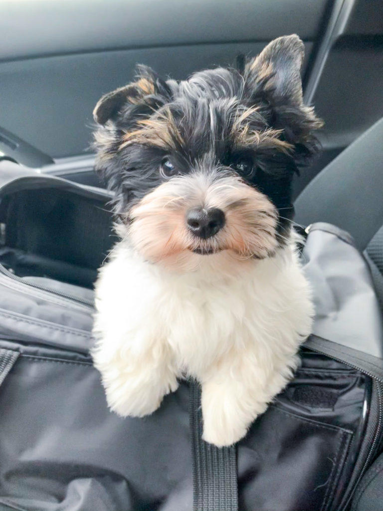 4 month old biewer terrier puppy looking at the camera in front seat of car, in dog carrier driving around seattle, Washington